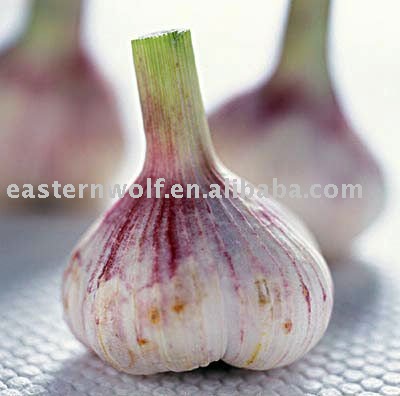 Chinese Garlic in Mesh Bag Package, MOQ:1*20 FCL