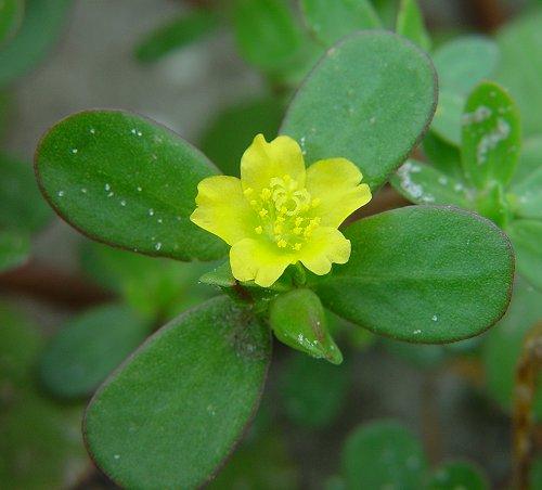 Portulaca Oleracea Extract Powder.,China joryherb price supplier - 21food