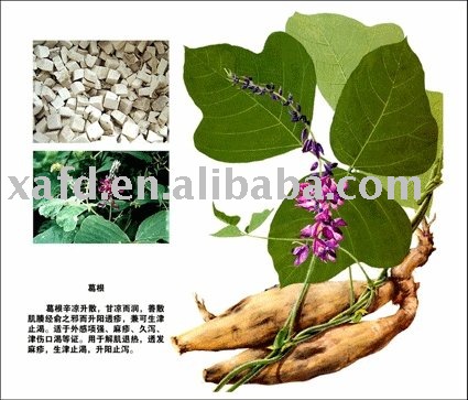 herb extract/root of Kudzu Vine Tea products,China herb extract/root of ...