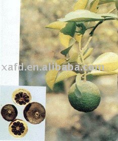  bitter   orange   extract  formula