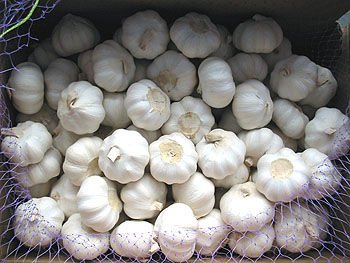 A Grade Fresh Big Garlic