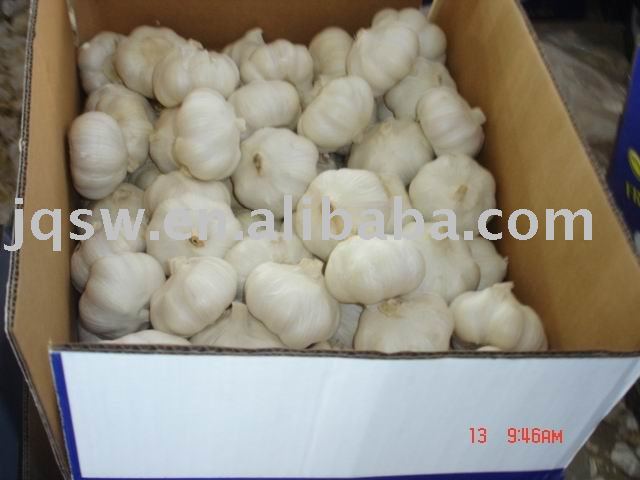 normal white garlic with GLOBAL GAP CERTIFICATE