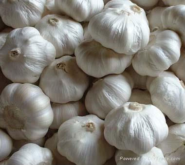Fresh Garlic From India