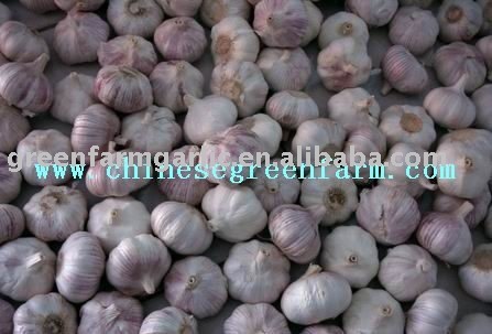 2011 Jinxiang  Chinesegrenfarm 5.0 cm Normal White Garlic Packed in mesh bags / cartons