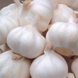 Fresh Garlic From Gujraat