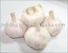  regular   white   garlic 