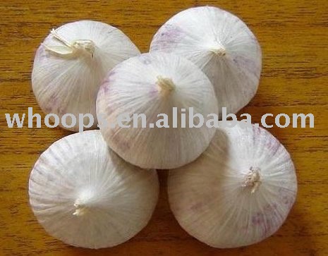 Fresh  single   garlic 