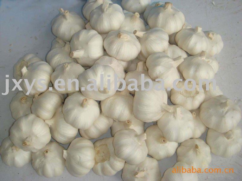 HACCP approved fresh odorless garlic