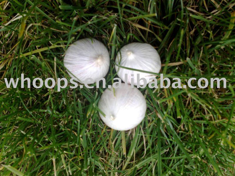 One-clove fresh garlic