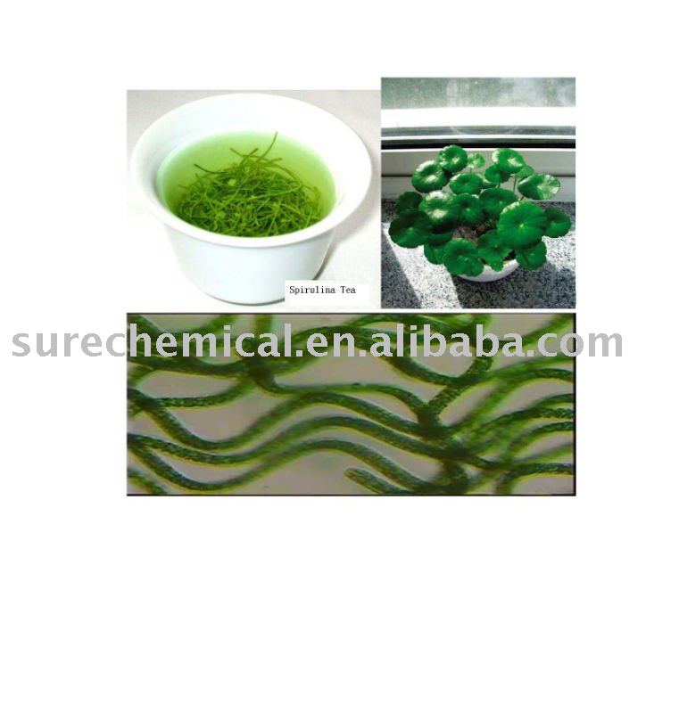  spirulina   extract 