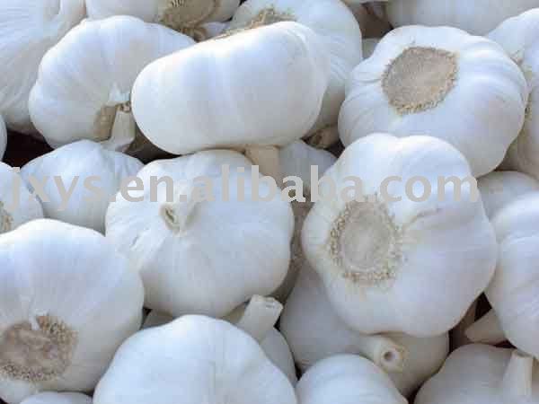 best-selling snow white garlic
