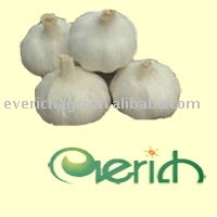 2011 Fresh  Garlic