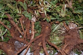  Dandelion  Root  Extract   Powder  10%.