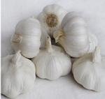 Garlic 5.0cm