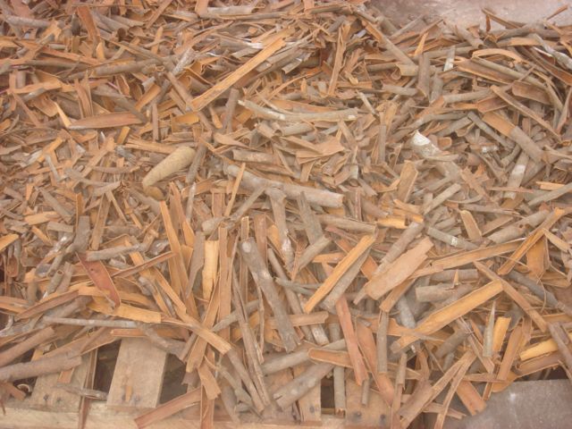 BROKEN CASSIA