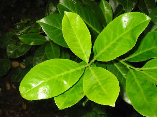  Laurel   leaves 