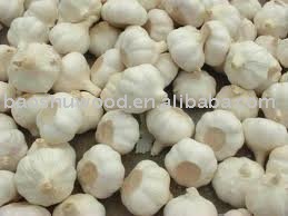2010 Pizhou Garlic