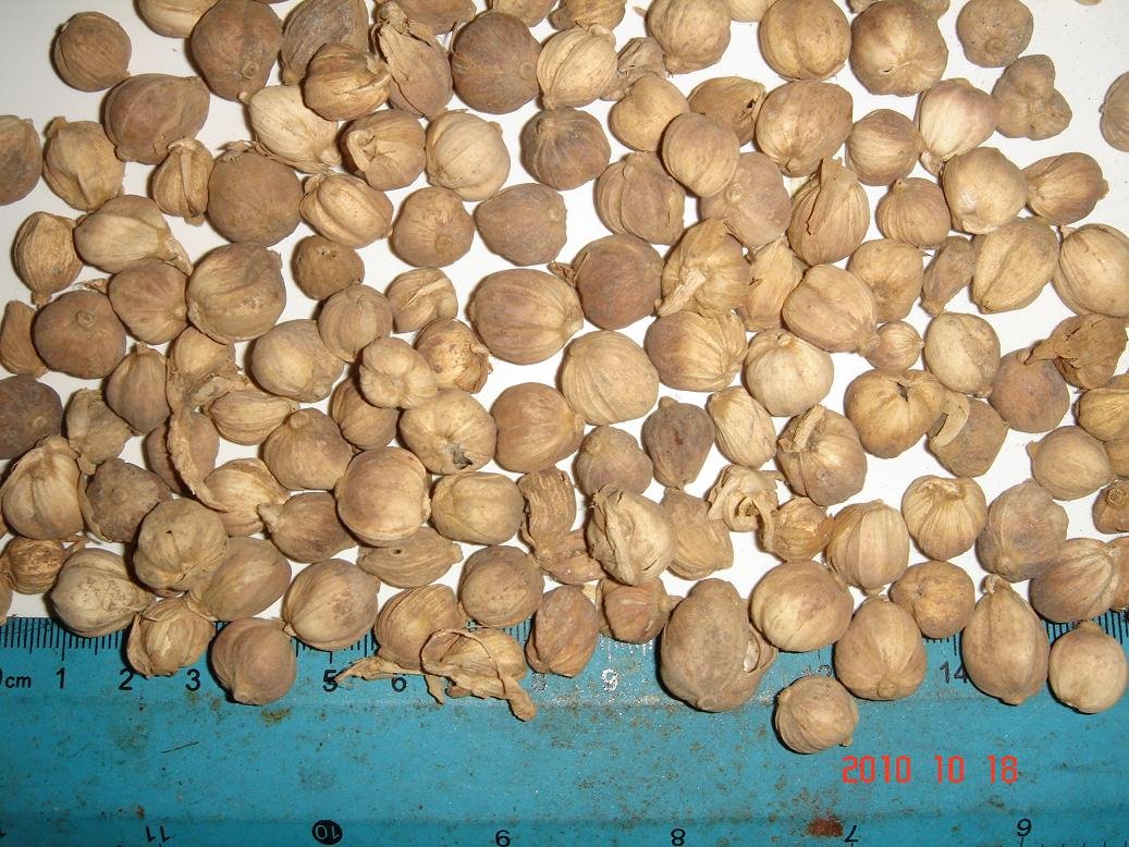 Please contact me for Cardamom, Mace, Nutmeg, Turmeric, Cassia, Blackpepper, Whitepepper