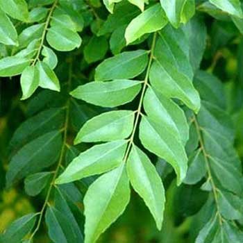 Curry Leaf