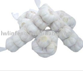 Alho   garlic