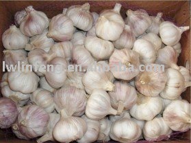 Laiwu garlic