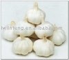 Ajo    garlic