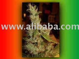 ARSTERDAM HAZE       spice leaves powder and estract available for sale