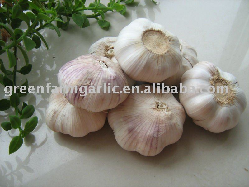 new fresh normal  garlic