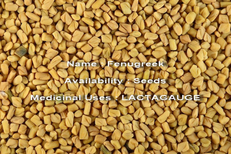 Fenugreek