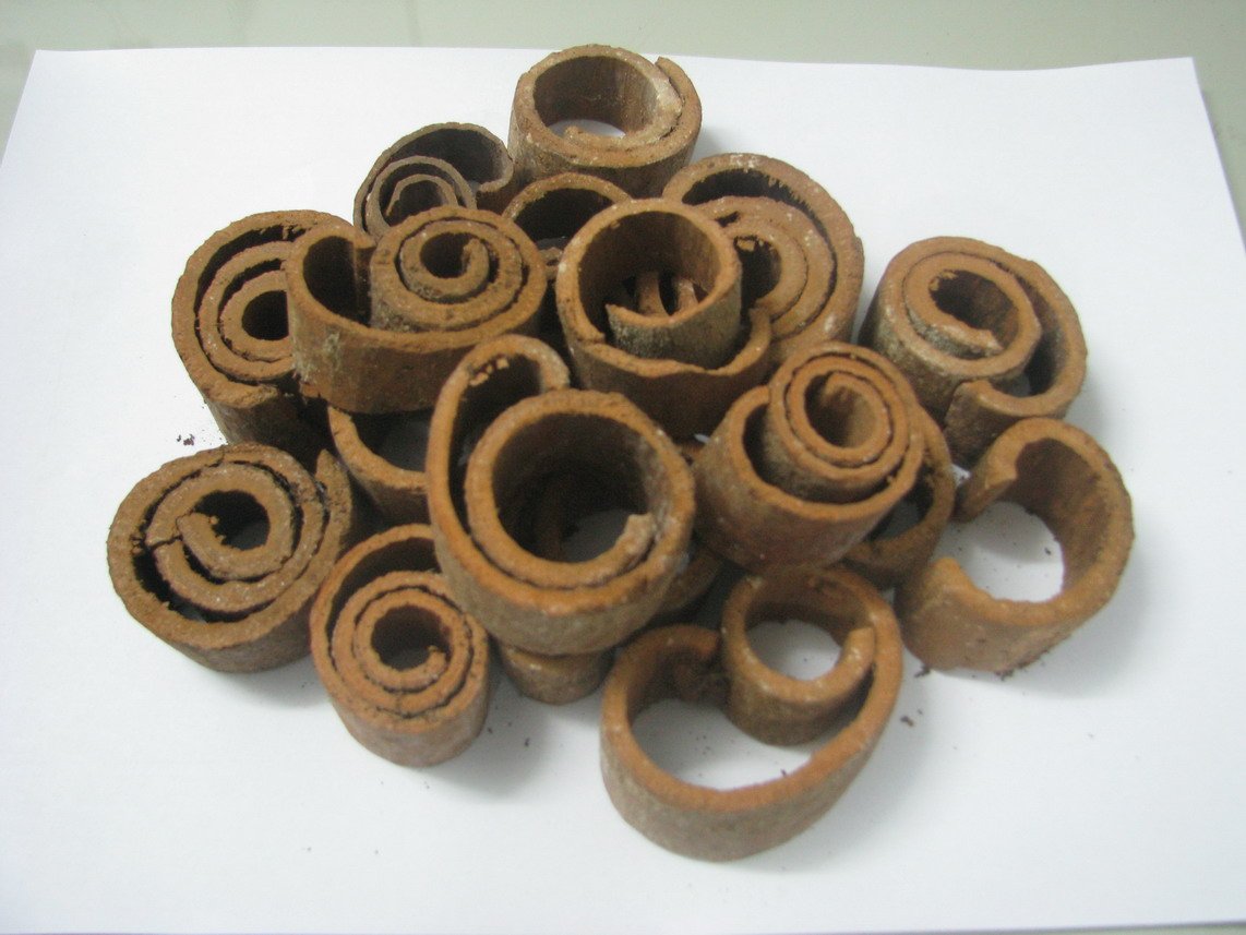 Round cut cassia