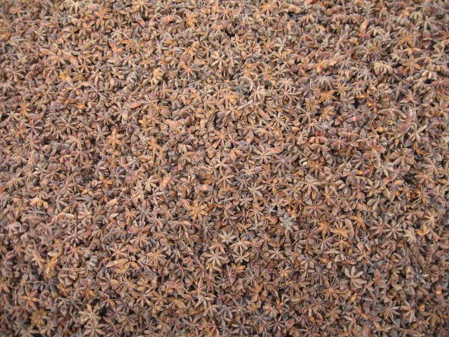 star aniseed