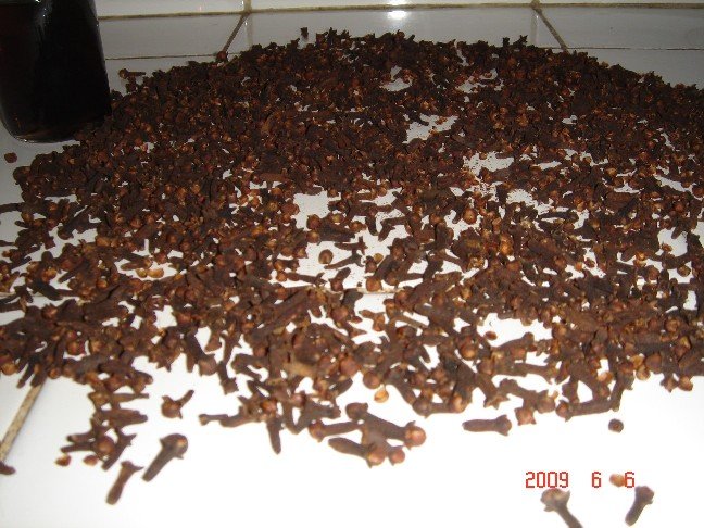 Clove Bud, Clove Stem and Clove leaf oil at good  price  and quality from Indonesia