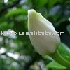  Gardenia   Yellow   extract 