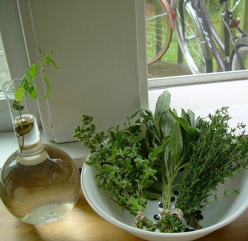 herbs