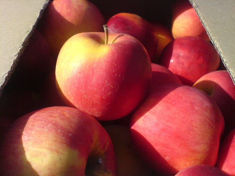 apples