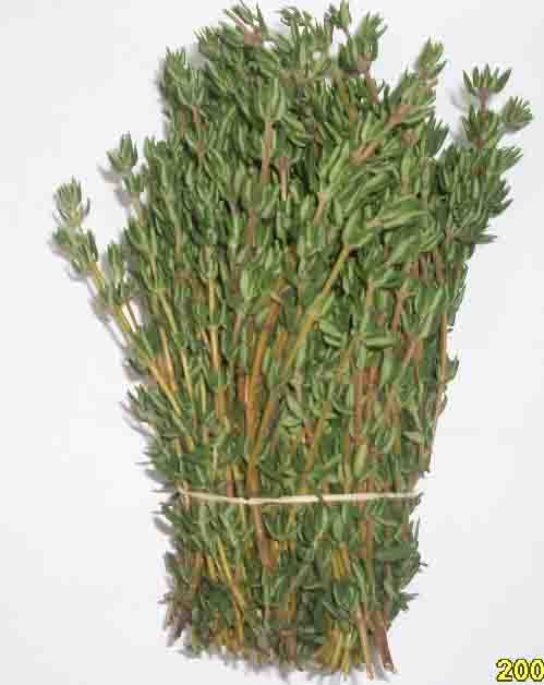 Thyme