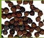 SPICES -  Black Pepper