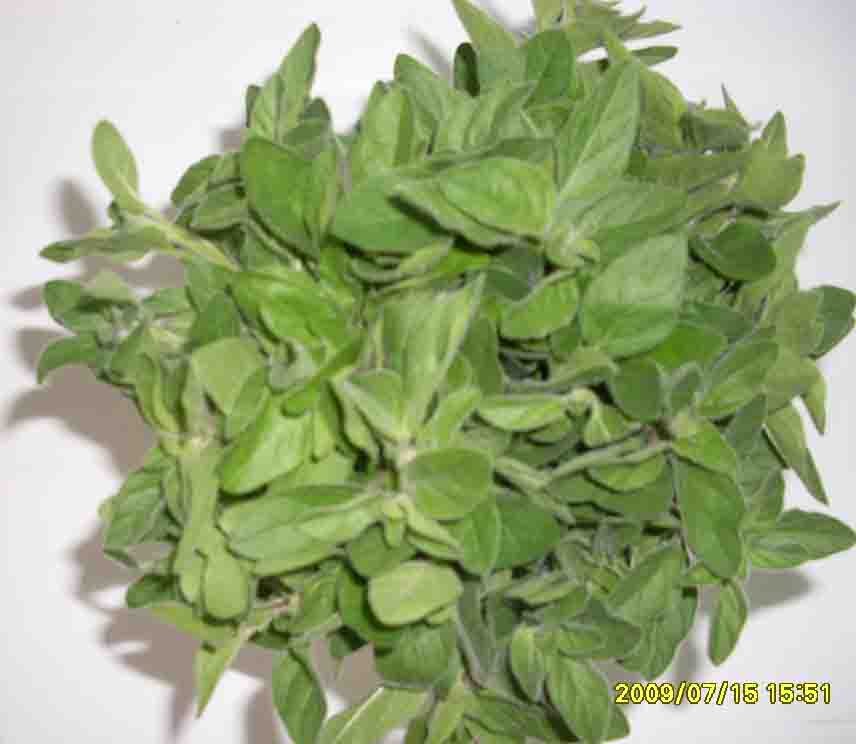 Oregano