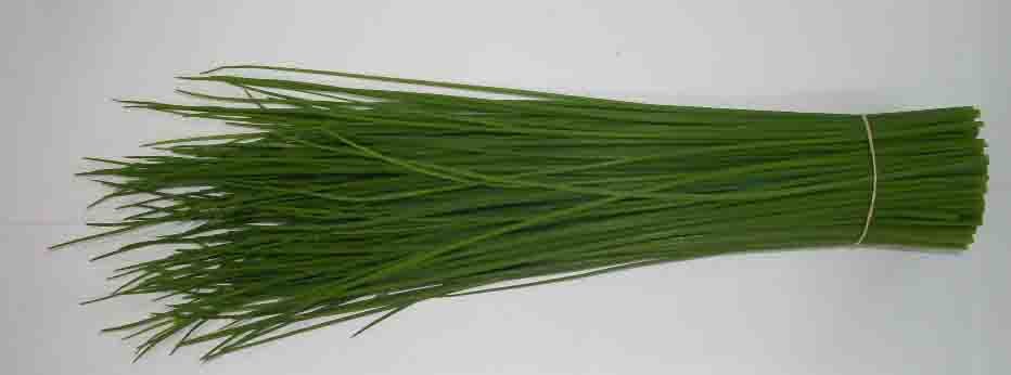 Chives