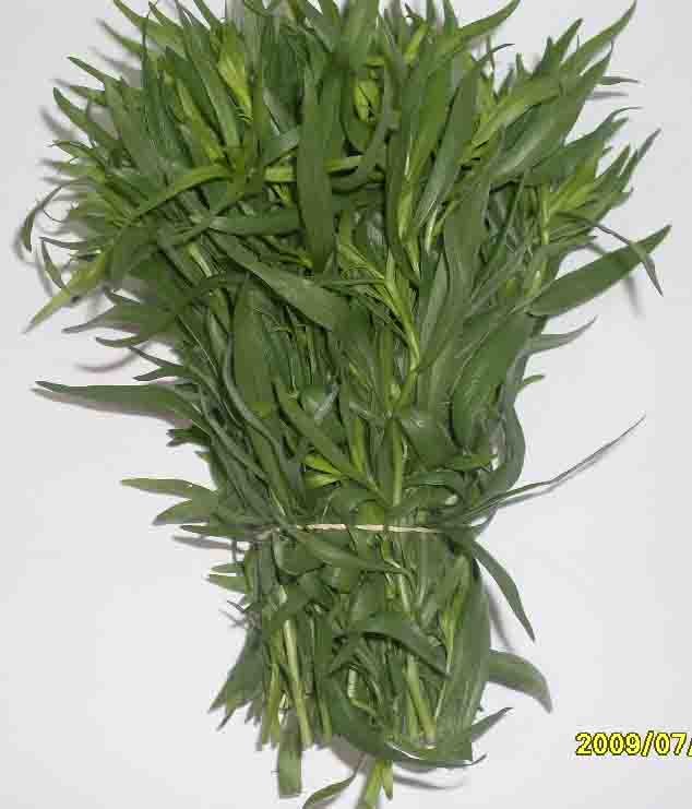 Tarragon