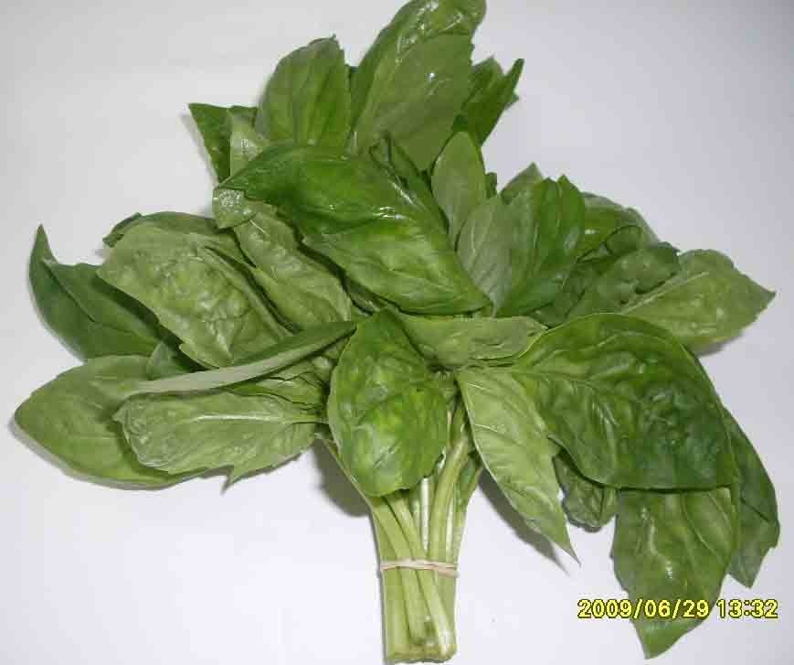Basil