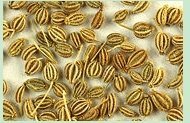 Spices & Pulses -  Ajwain (Carom seed)