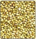 Coriander Seed