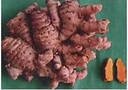 Turmeric