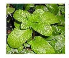 Organic Spearmint Whole  leaf ,Crush(3-8 mm) and Fine cut(0.35-2mm)