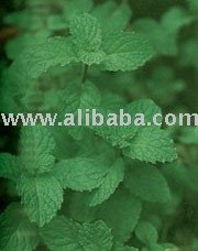 Herb - Dried Mental cordifolia Opiz (Saranae)