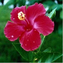 Hibiscus herbs