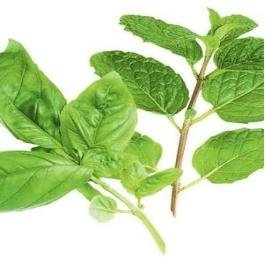Basil herbs