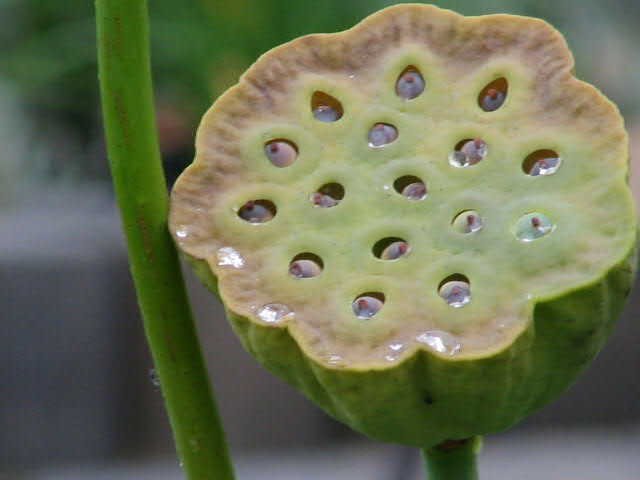 Lotus Seed Powder products,China Lotus Seed Powder supplier