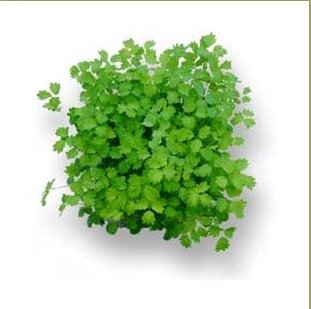 Salad Burnet